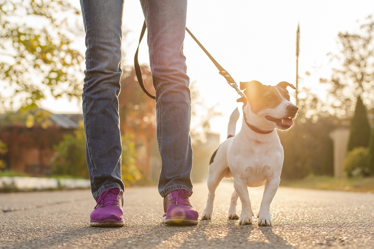Pets em condomínio - cachorro passeando com uma pessoa