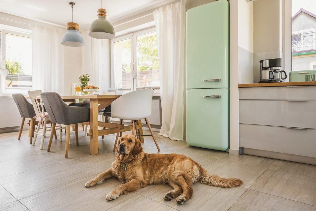 Gato ou cachorro - imagem com cachorro na cozinha